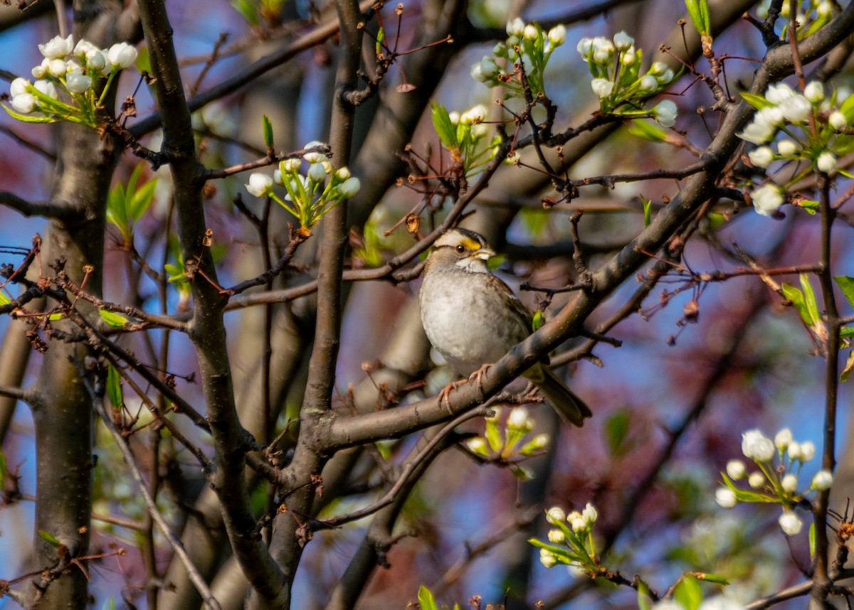 White-throated Sparrow - Dori Eldridge