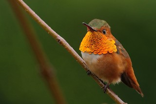 Allen's Hummingbird