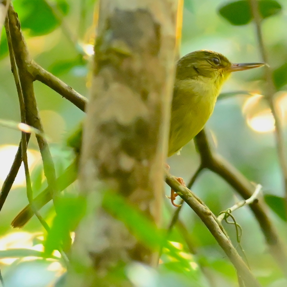 Long-billed Bernieria - Anonymous