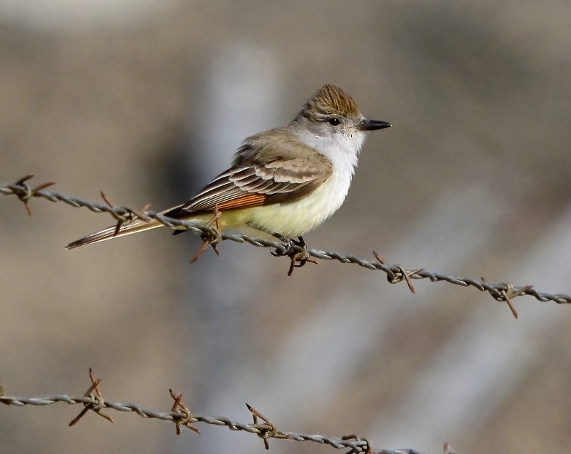 Ash-throated Flycatcher - Mike Bush