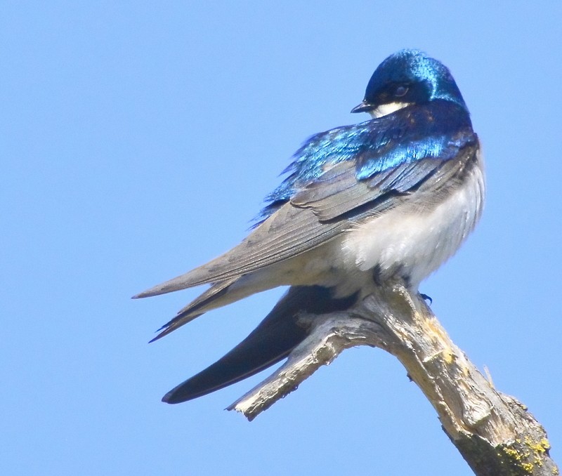 Tree Swallow - Mike Bush