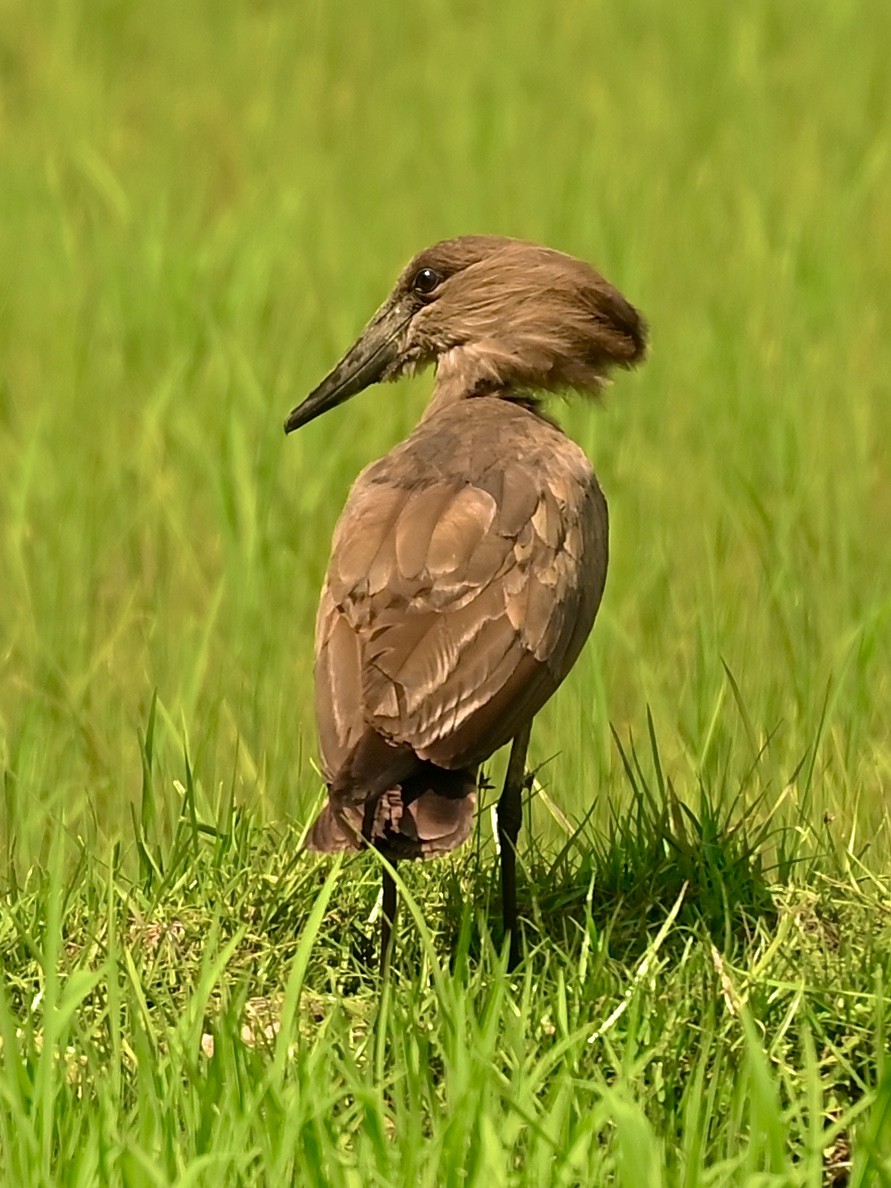 Hamerkop - Anonymous