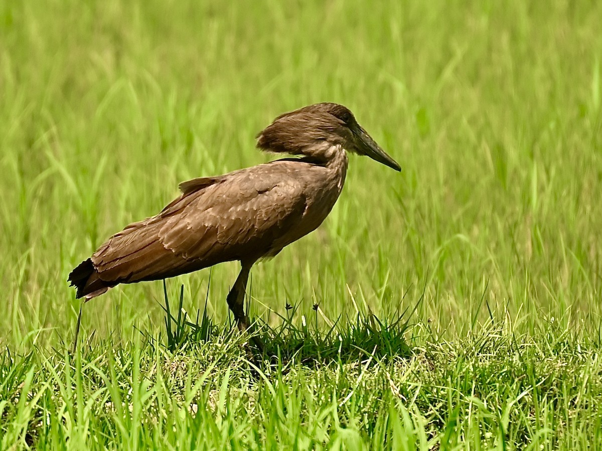 Hamerkop - Anonymous