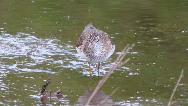 Solitary Sandpiper - ML441445491