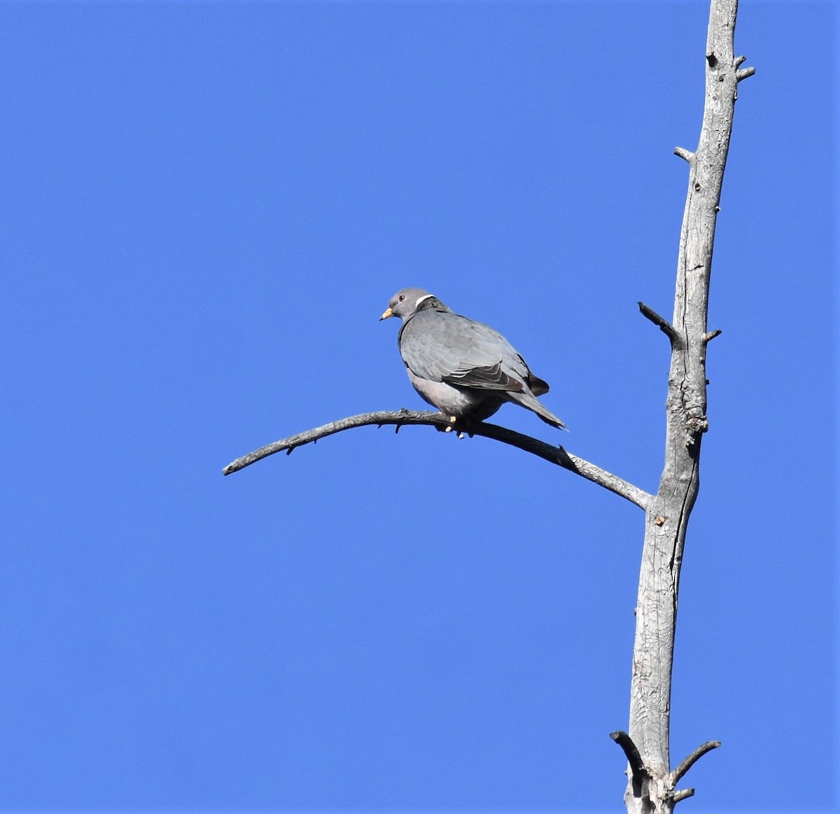 Band-tailed Pigeon - ML441446471