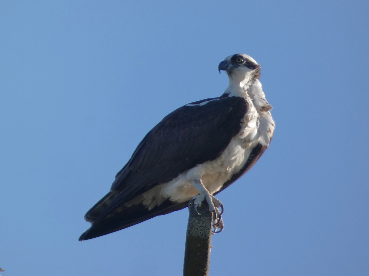 Osprey - Garry Hayes