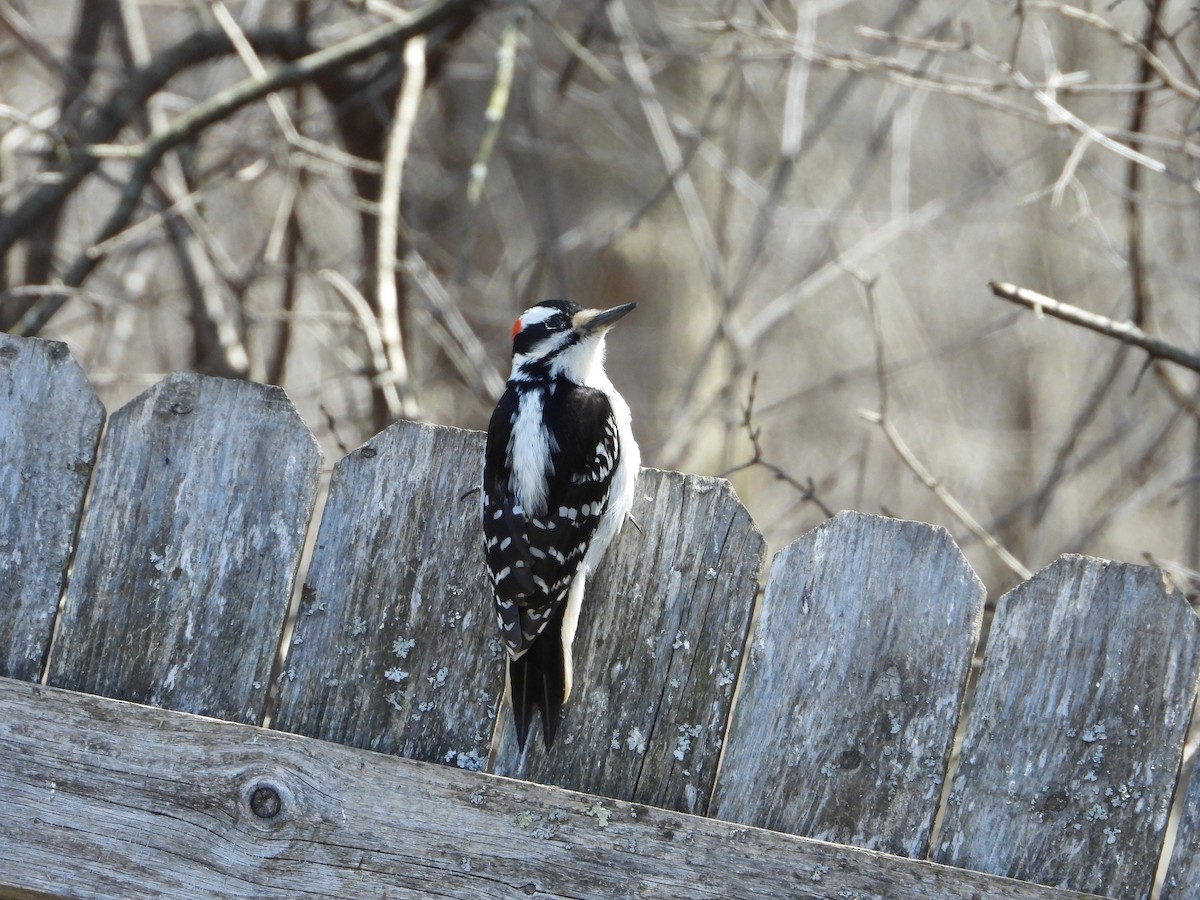 Hairy Woodpecker - Laura Gilbert