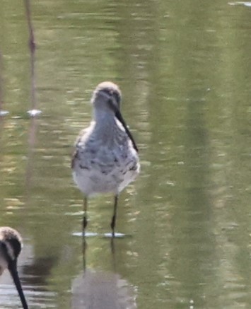 Stilt Sandpiper - joan garvey