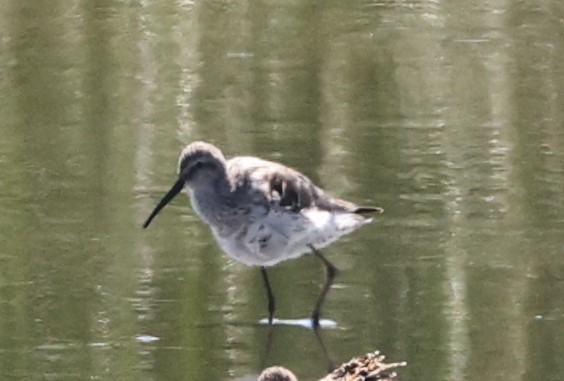 Stilt Sandpiper - joan garvey