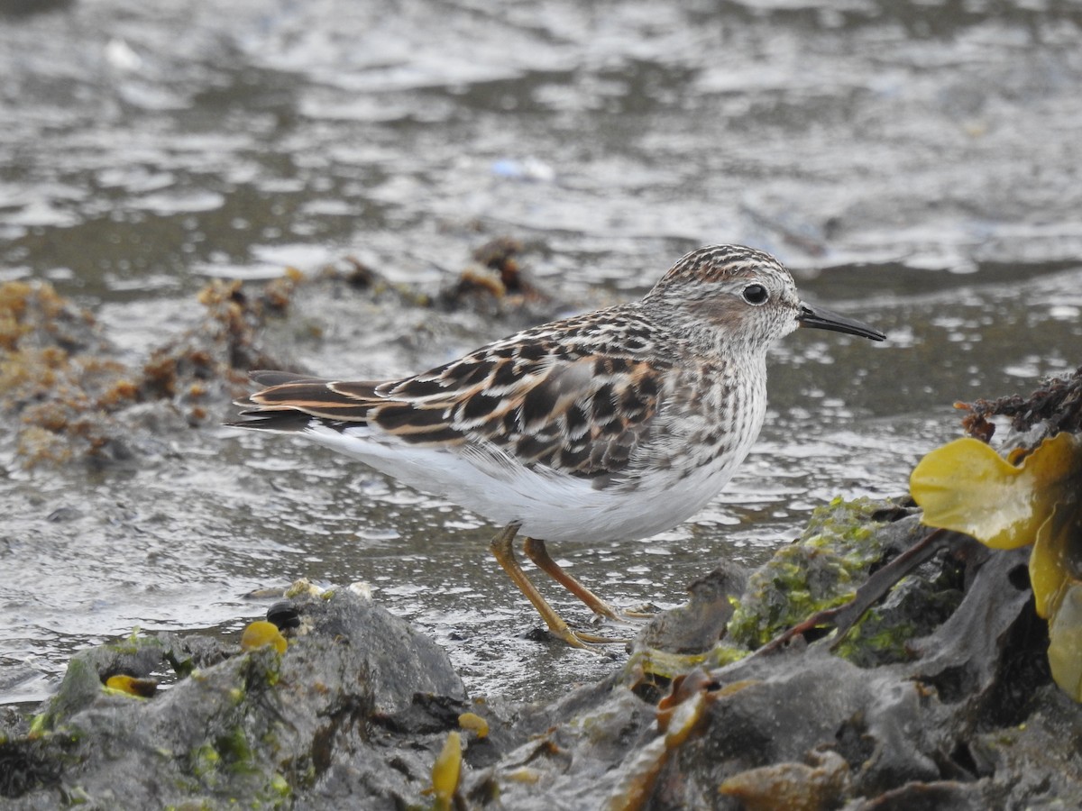 Least Sandpiper - ML441451111