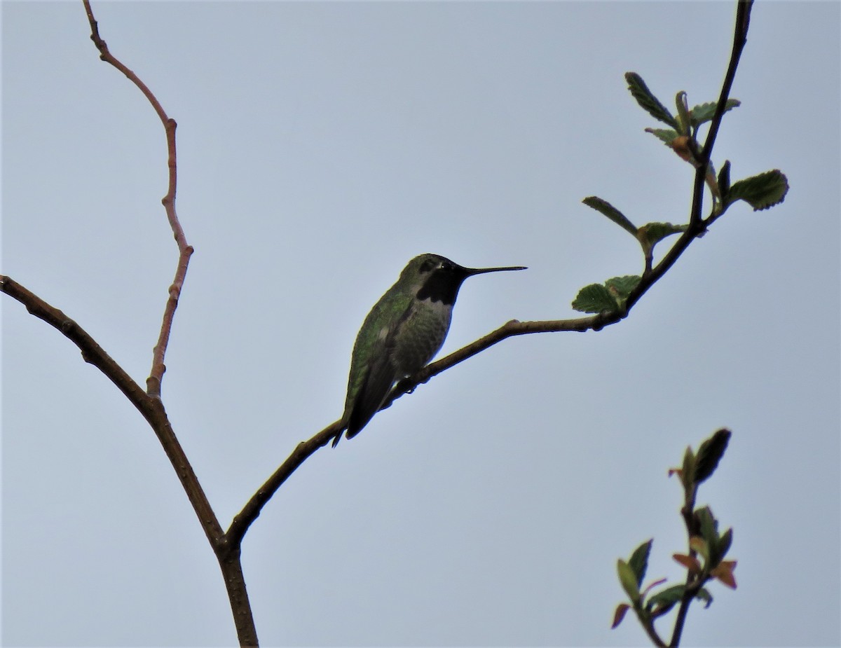 Anna's Hummingbird - ML441451211