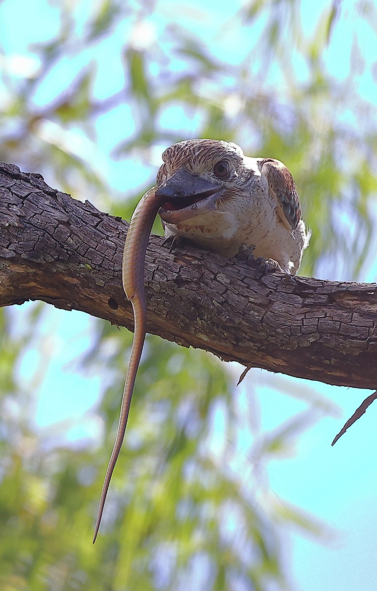 Blue-winged Kookaburra - Tony Ashton