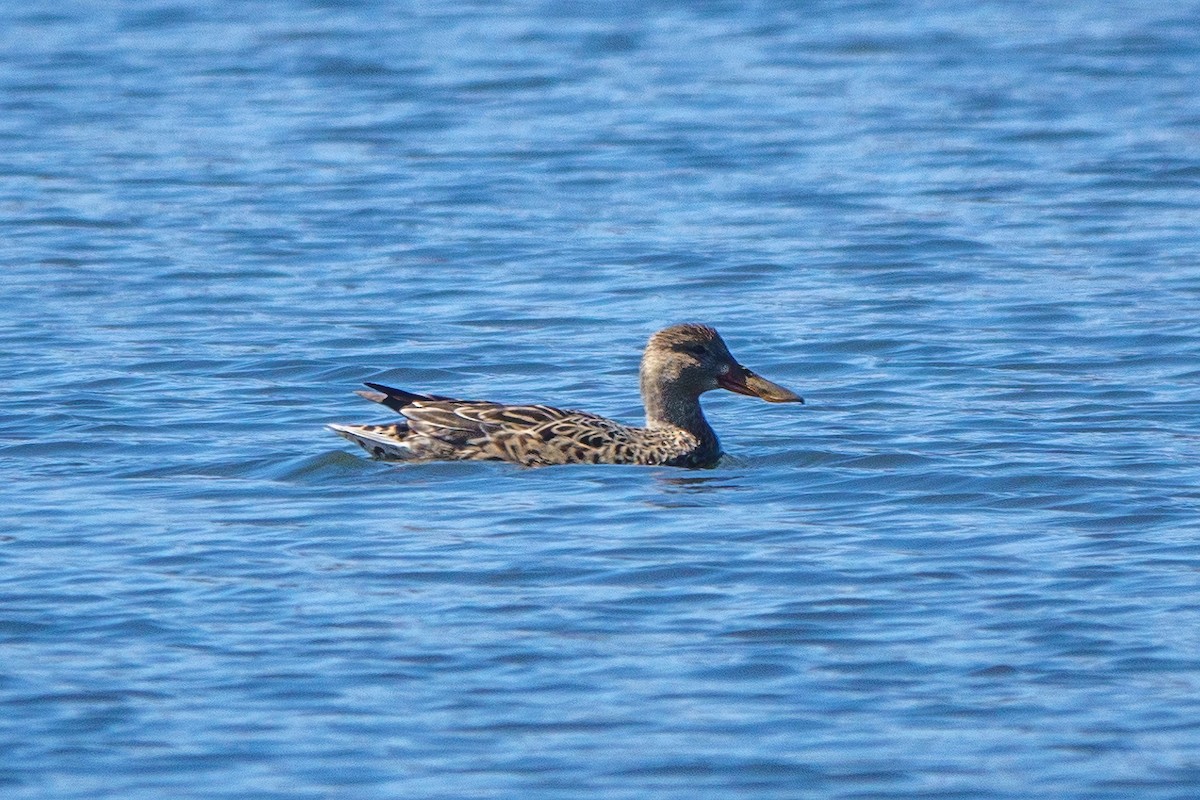 Canard souchet - ML441453781