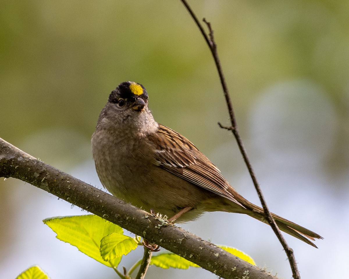 Golden-crowned Sparrow - ML441460541