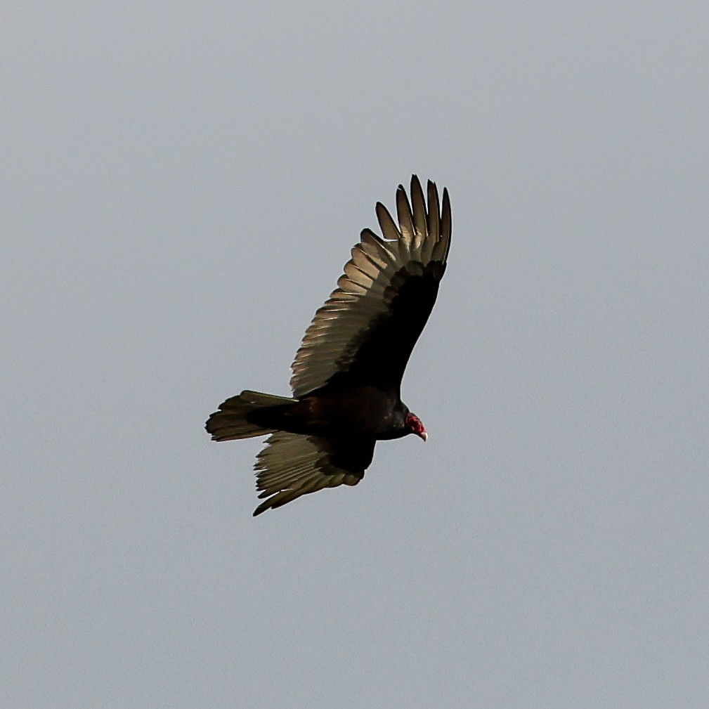 Turkey Vulture - ML441461091