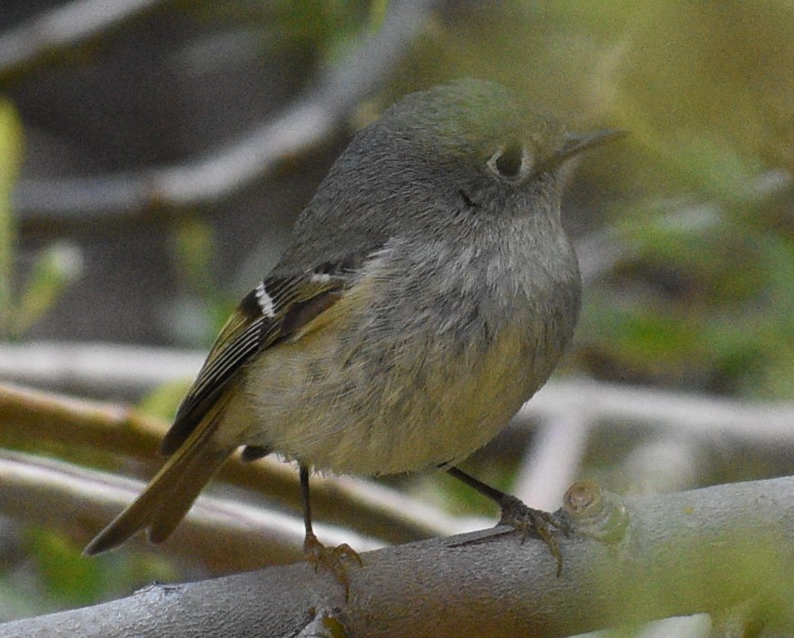 Ruby-crowned Kinglet - Donna Rocha