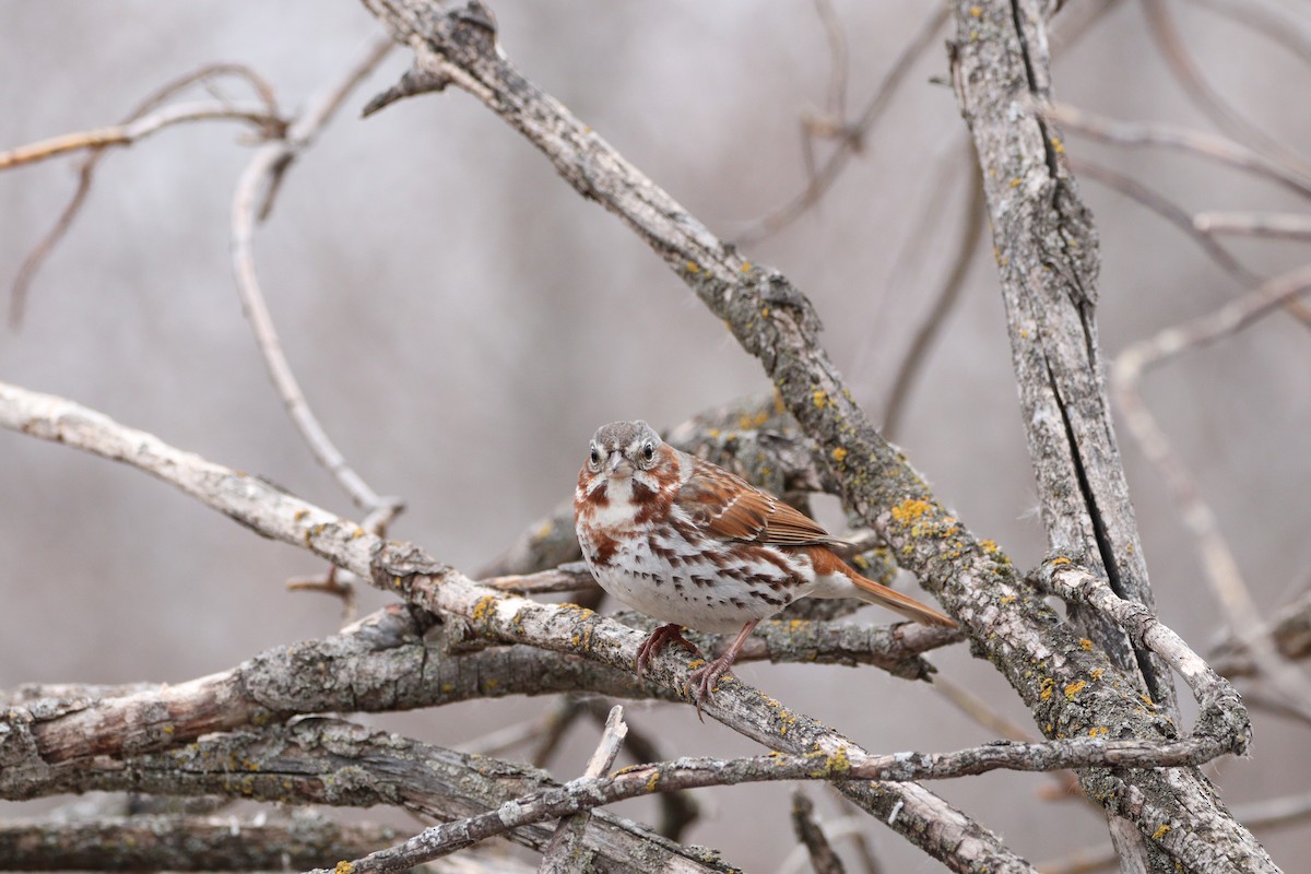 Fox Sparrow - ML441462071