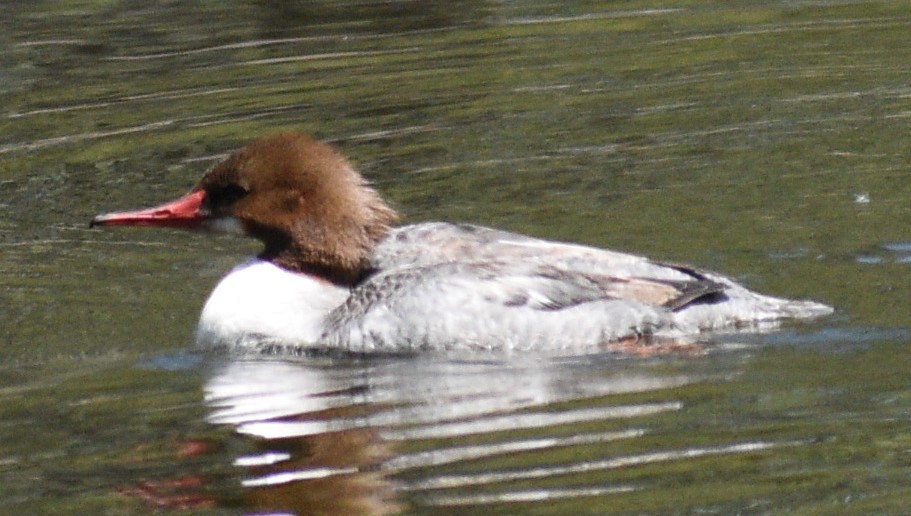 Common Merganser - ML441462611