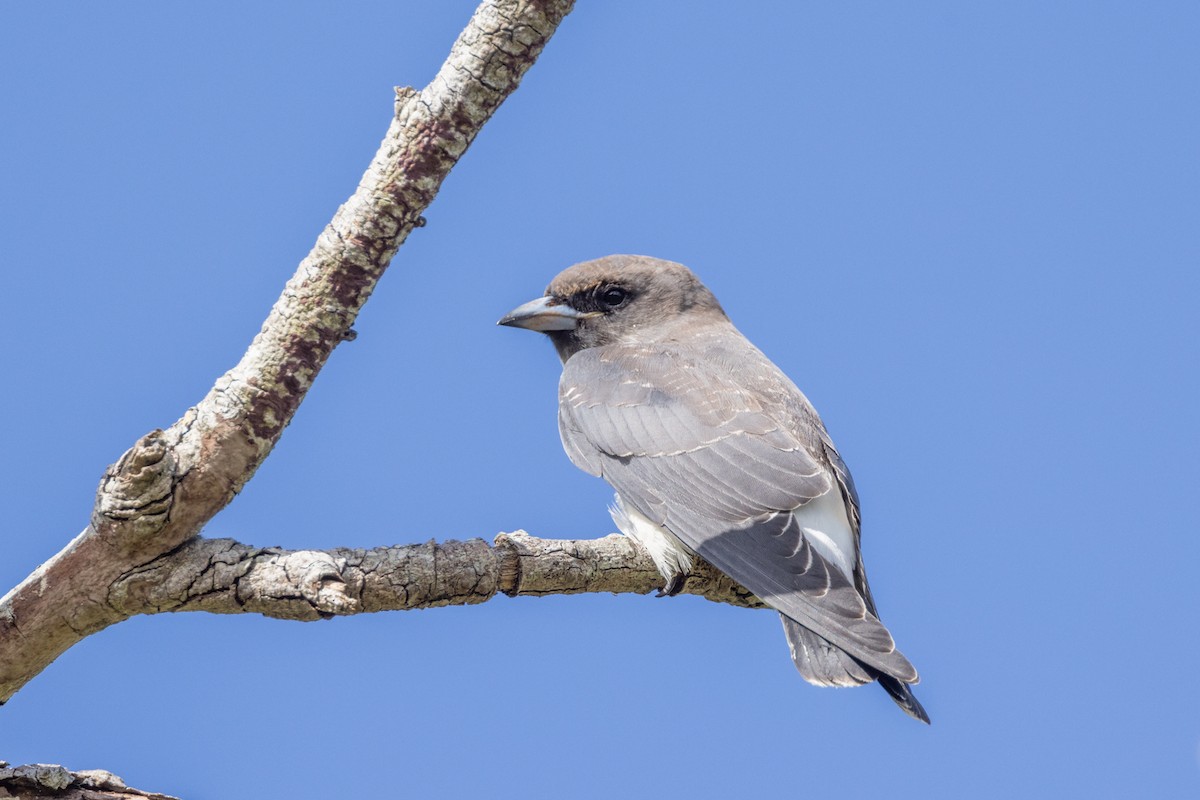 White-breasted Woodswallow - ML441465921