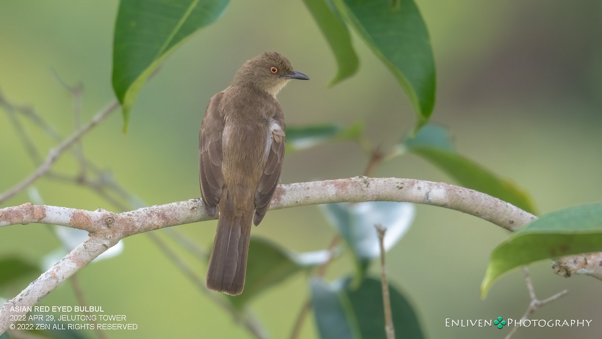 Red-eyed Bulbul - ML441466741