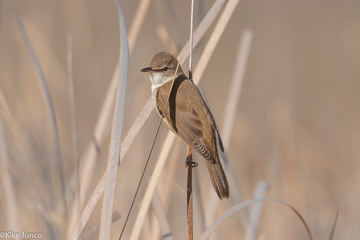 Great Reed Warbler - Kike Junco