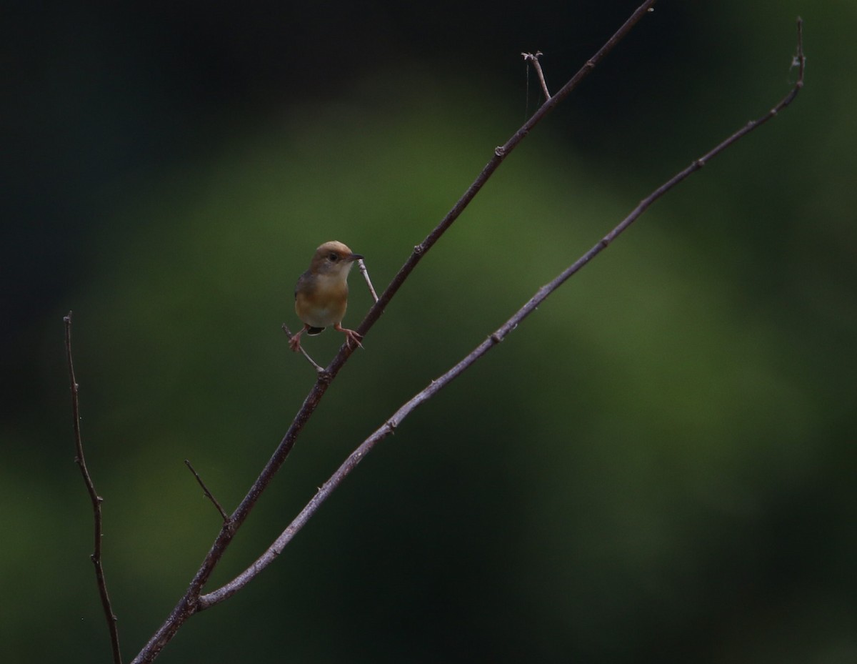 Golden-headed Cisticola - ML441468011