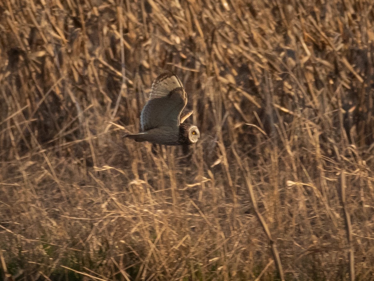 Short-eared Owl - Nicholas Hinnant