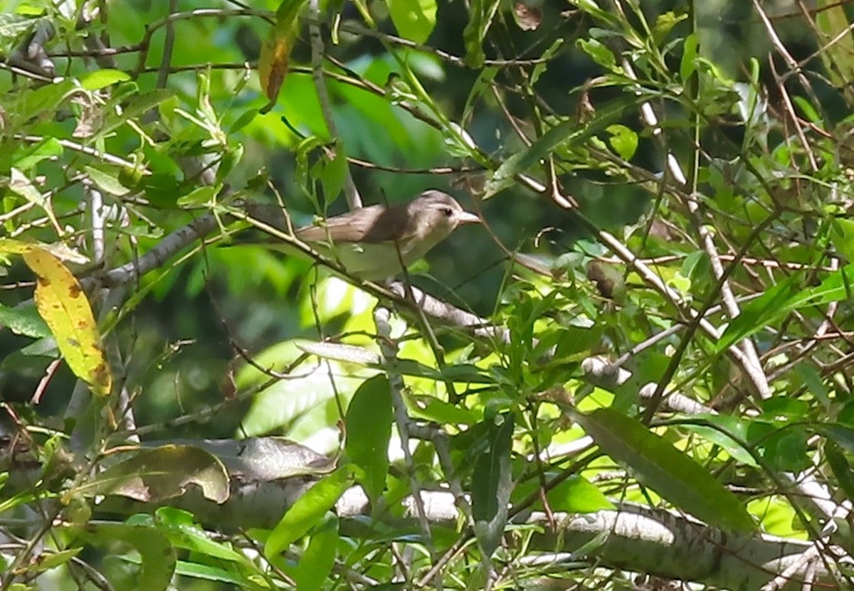 Warbling Vireo - ML441469021