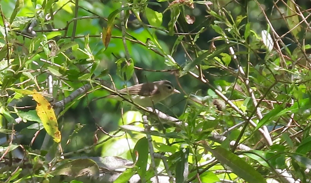Warbling Vireo - ML441469131