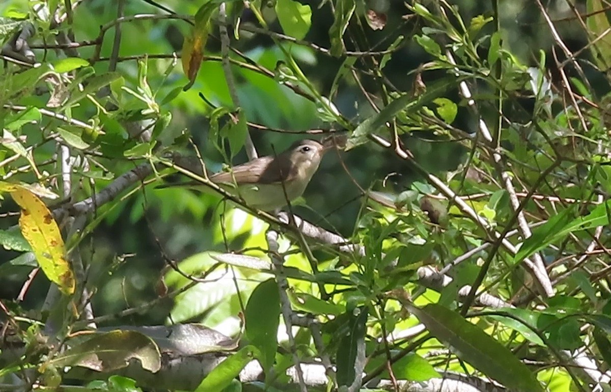Warbling Vireo - ML441469151