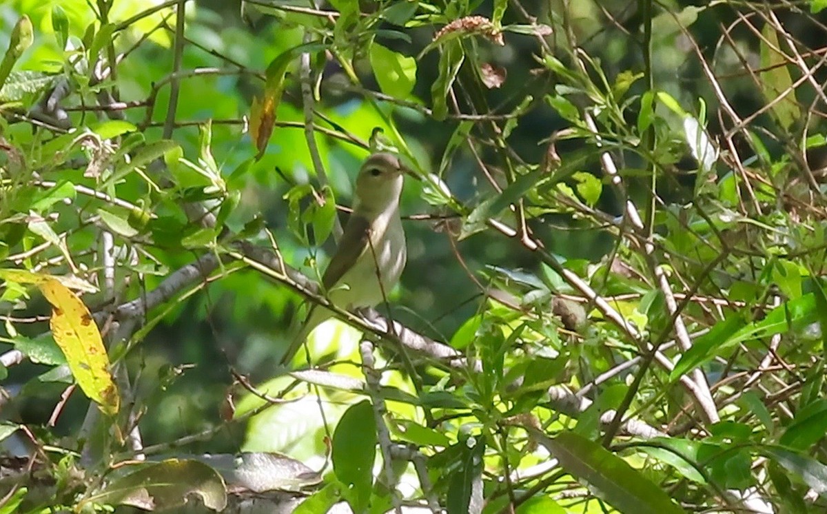 Warbling Vireo - ML441469161