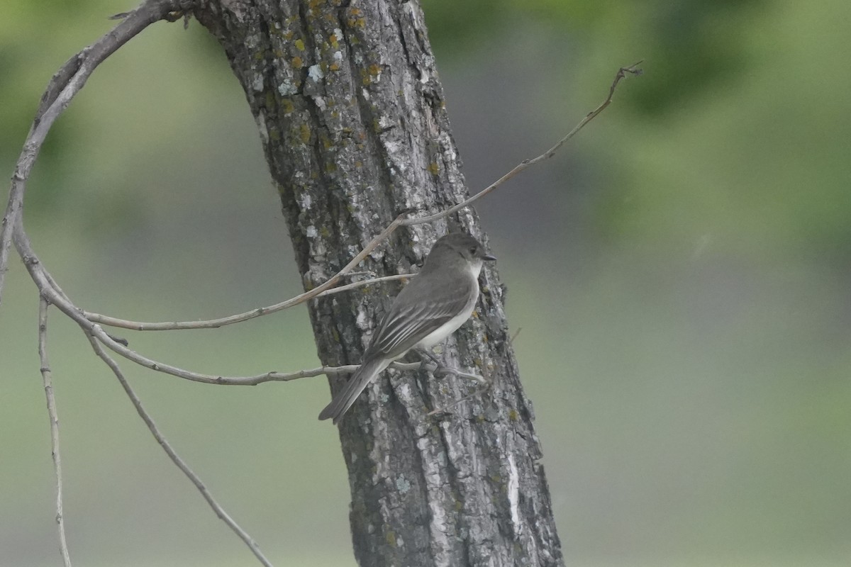 Eastern Phoebe - Richard H