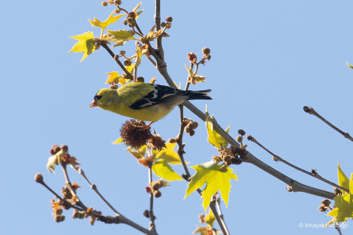 American Goldfinch - ML441471581