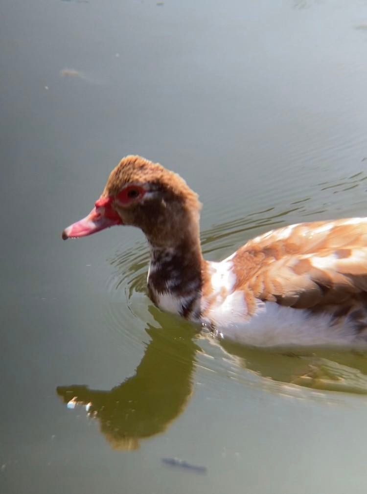Muscovy Duck (Domestic type) - ML441472481