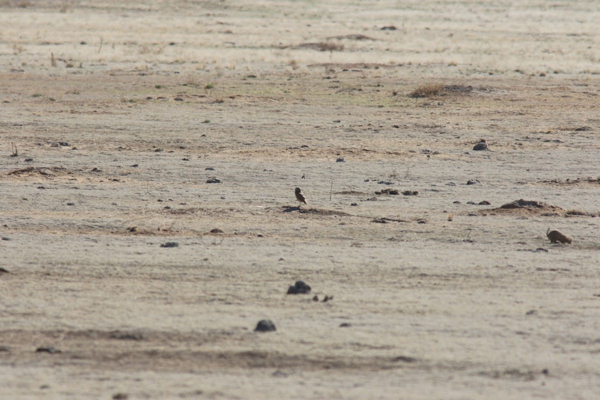 Burrowing Owl - ML441472611