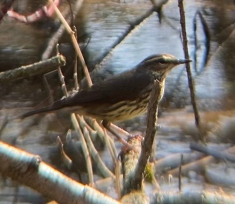 Northern Waterthrush - ML441472681