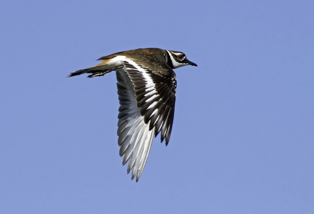 Killdeer - ML441473321