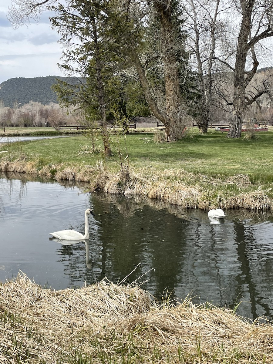 Trumpeter Swan - John Anderson