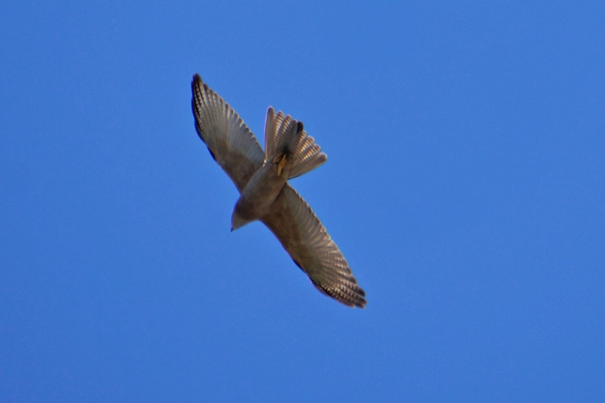 Brown Goshawk - ML44147461