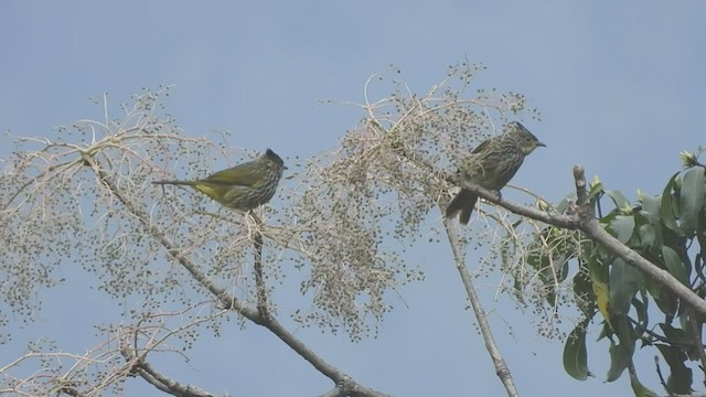 Bulbul Estriado - ML441474721