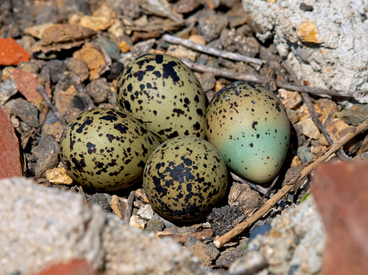 Cigüeñuela Cuellinegra - ML441474781