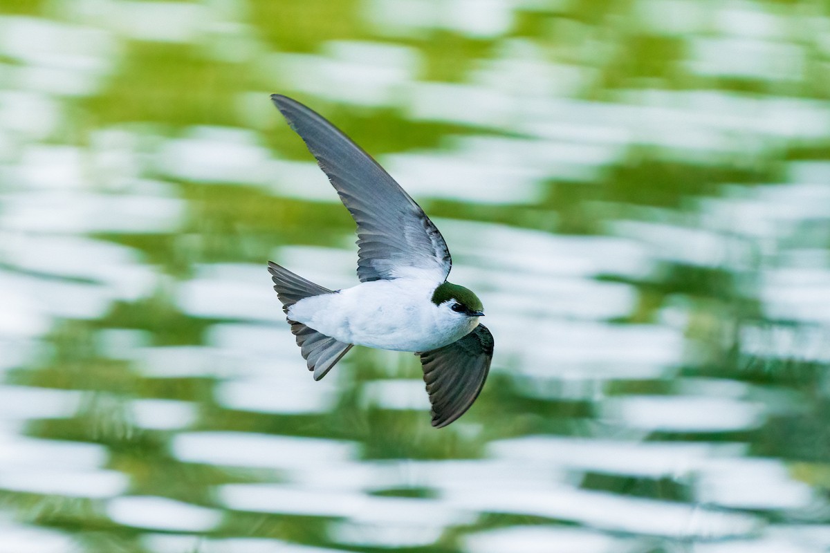 Violet-green Swallow - L Lang