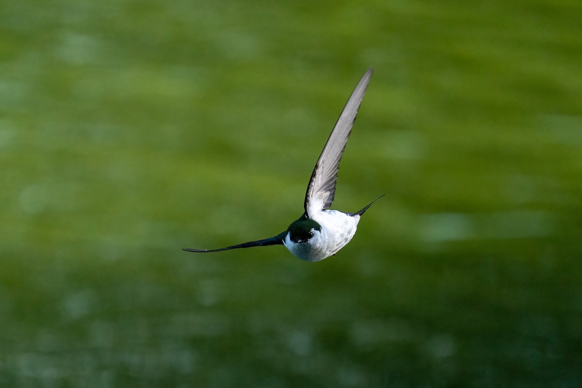 Violet-green Swallow - L Lang