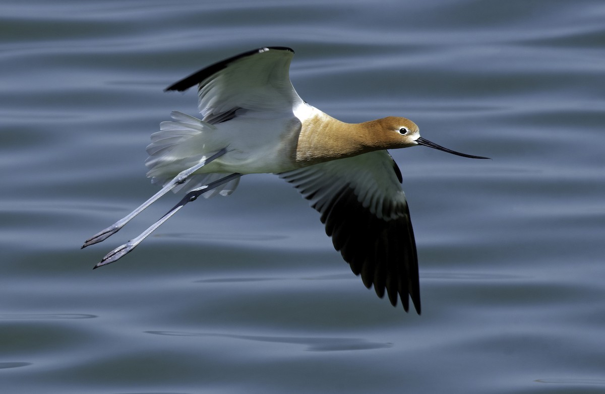 American Avocet - ML441476321