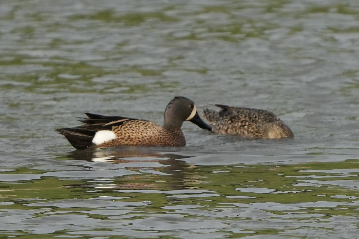Blue-winged Teal - ML441477101