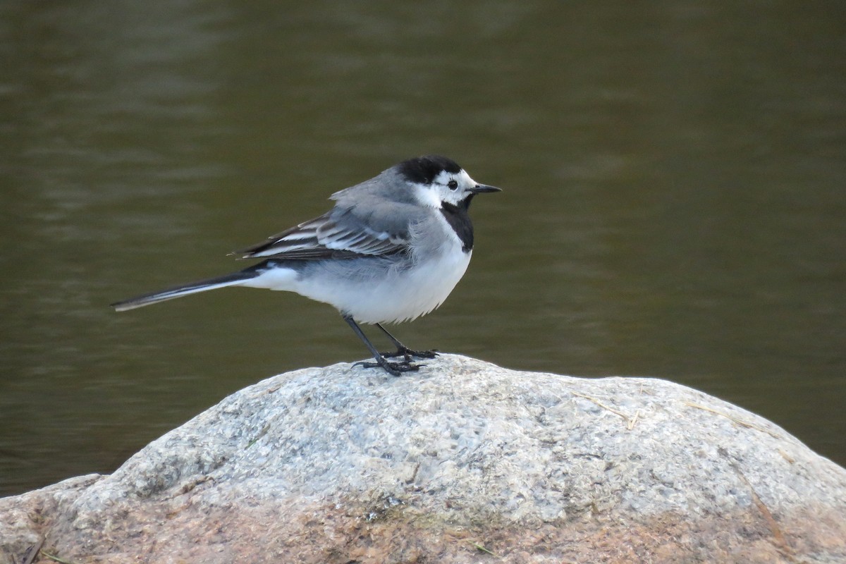 White Wagtail (White-faced) - ML441478271