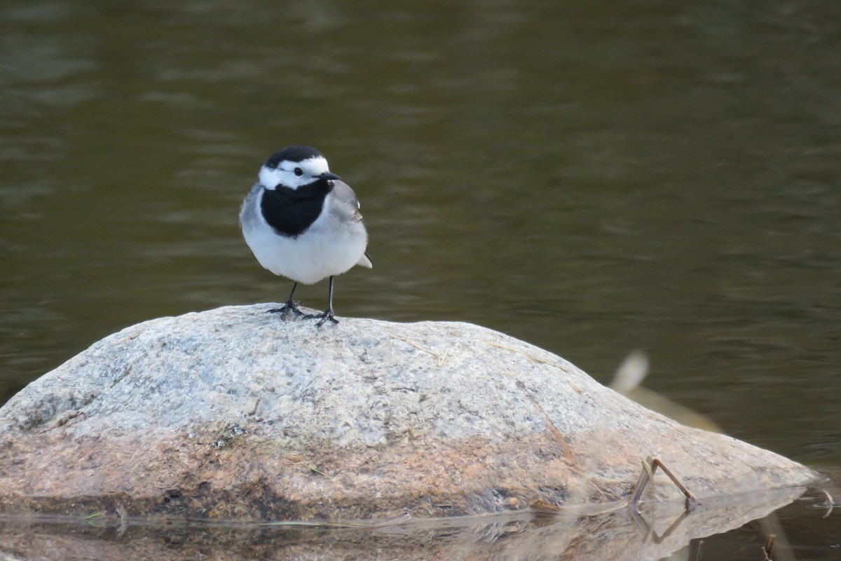 White Wagtail (White-faced) - ML441478331