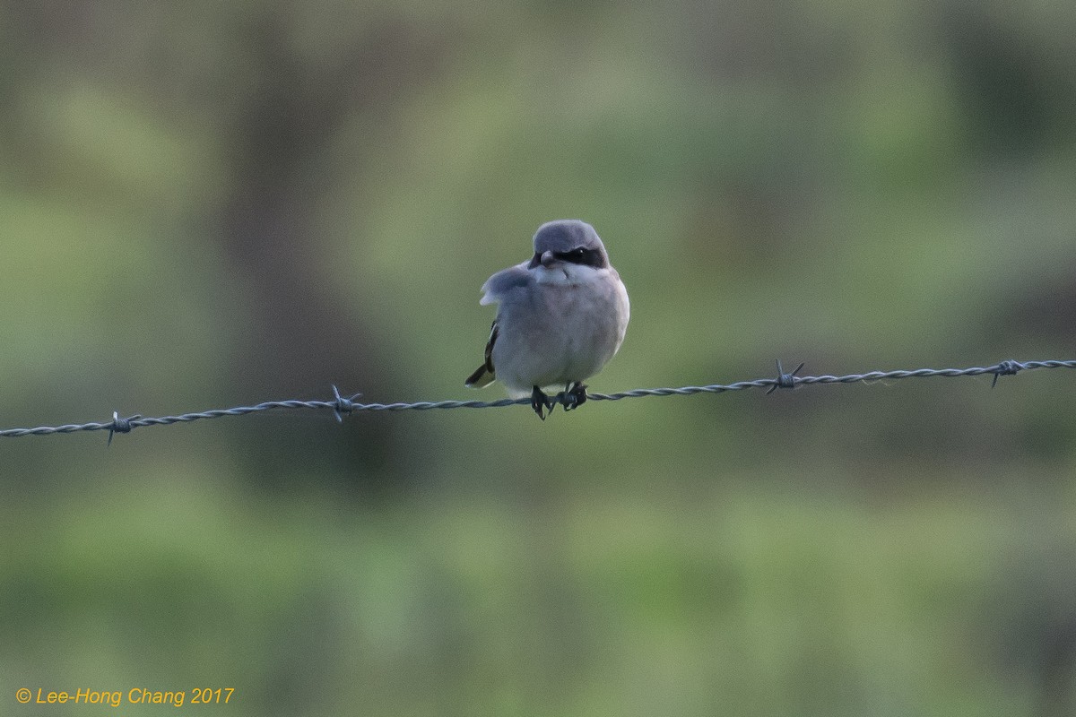 Loggerhead Shrike - ML44148001