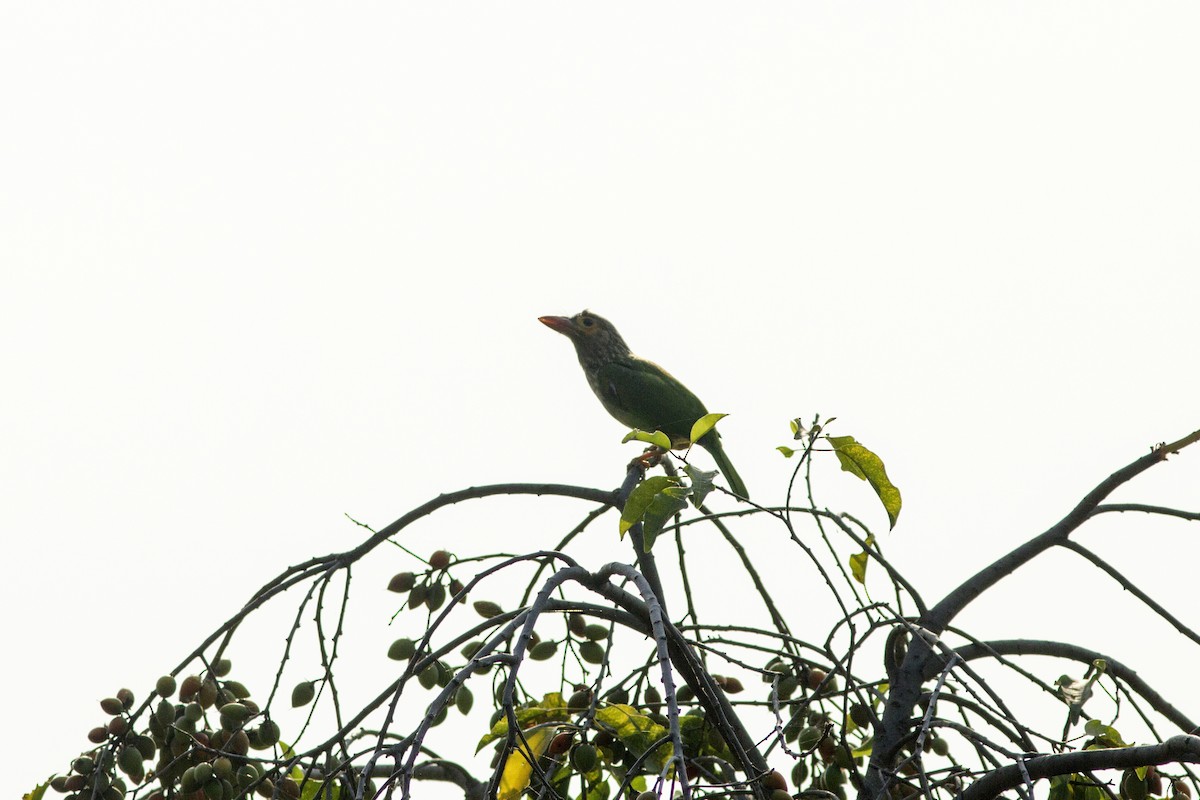 Brown-headed Barbet - ML441480321