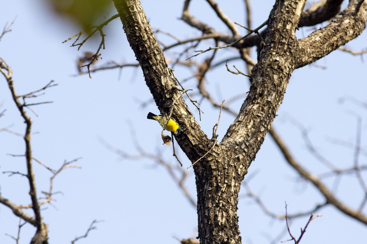 Common Iora - ML441480521